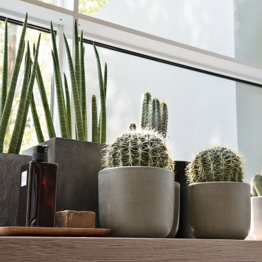 Various plants on a window sill Various plants on a window sill