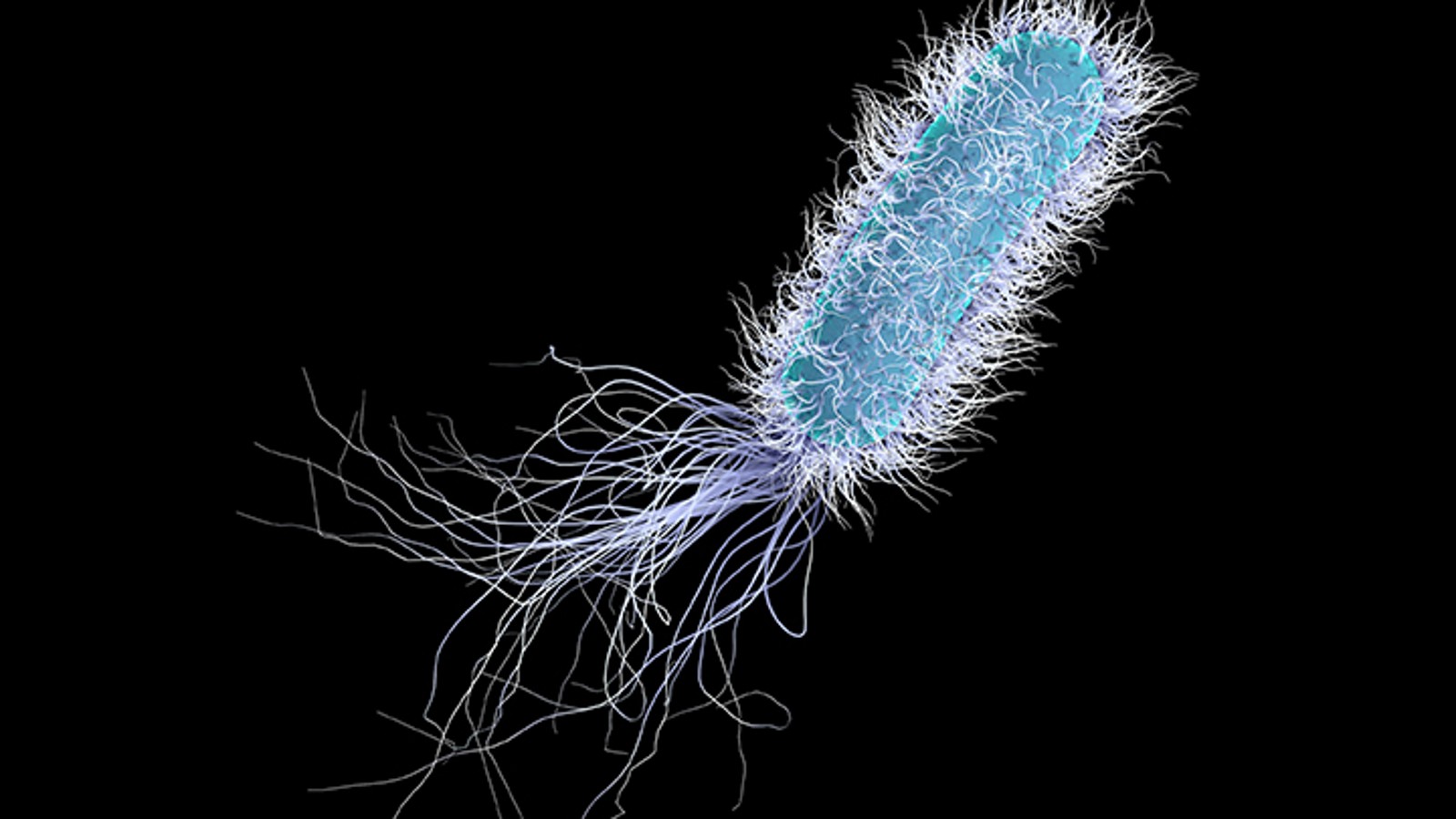 Pseudomonas aeruginosa (© Geberit)