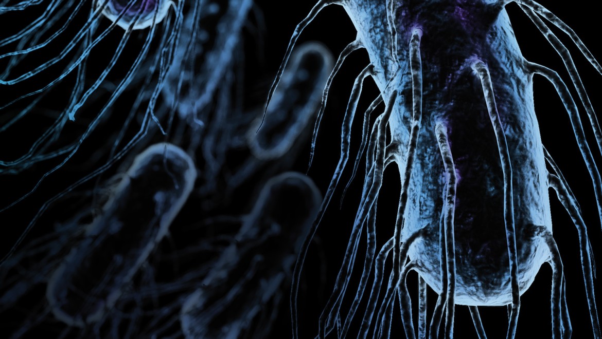 Legionella Legionella